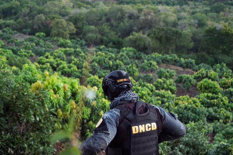 DESMANTELAN PLANTACIÓN DE MARIHUANA EN PERAVIA